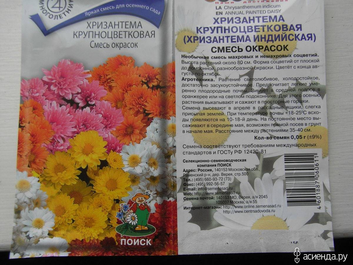 Хризантема индийская — характеристики сортов и выращивание из смеси семян