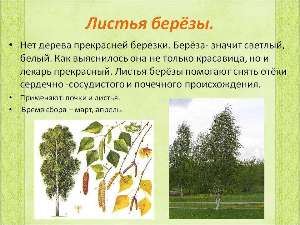 Растения пензенской области: берёза повислая