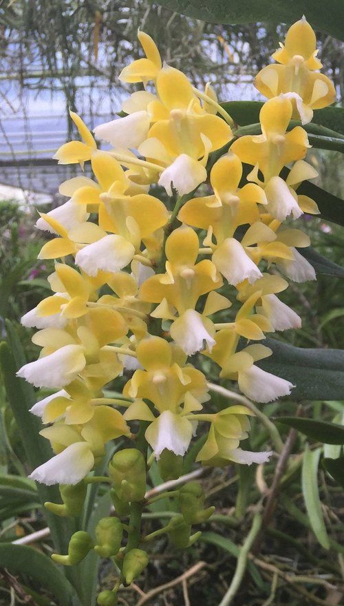 Aerides houlletiana care [houllet's aerides]