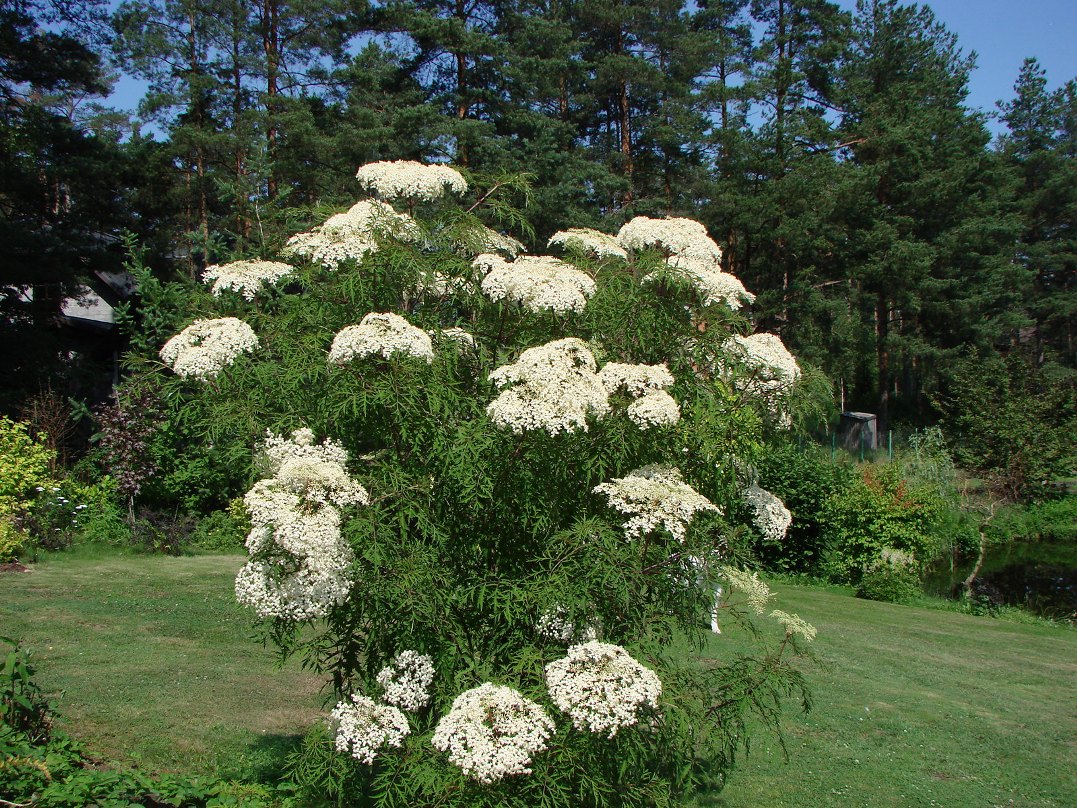 Sambucus racemosa plumosa aurea. описание черной бузины ауреа | зелёный сад