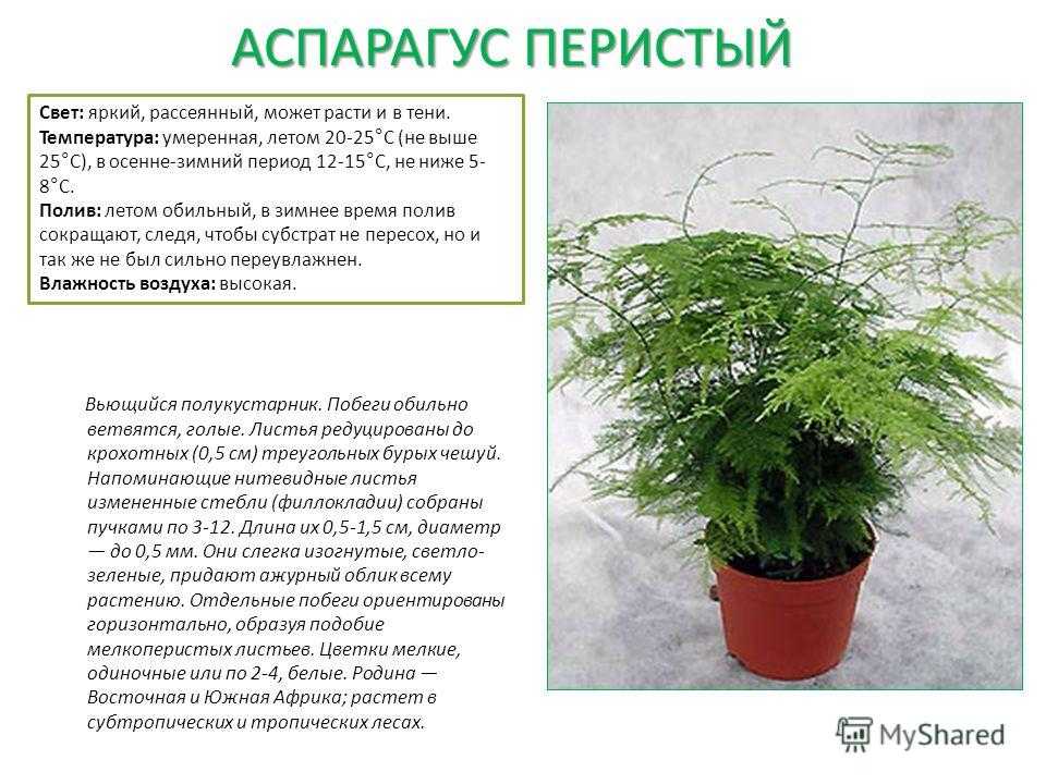 Спаржа аржентельская: выращивание из семян в домашних условиях с пошаговым алгоритмом и как вырастить из рассады в открытом грунте и фото овощной культуры