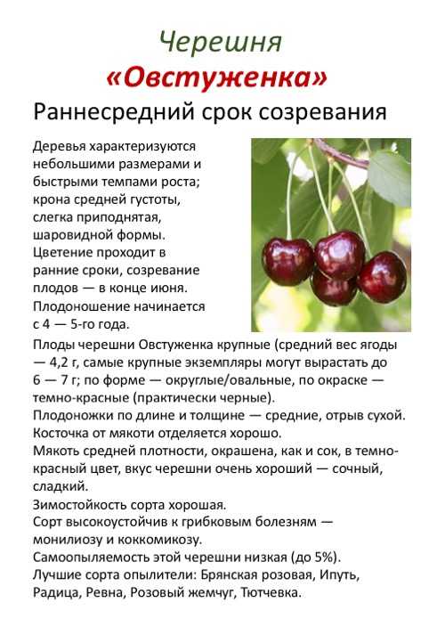 Черешня прощальная — описание сорта, советы по выращиванию