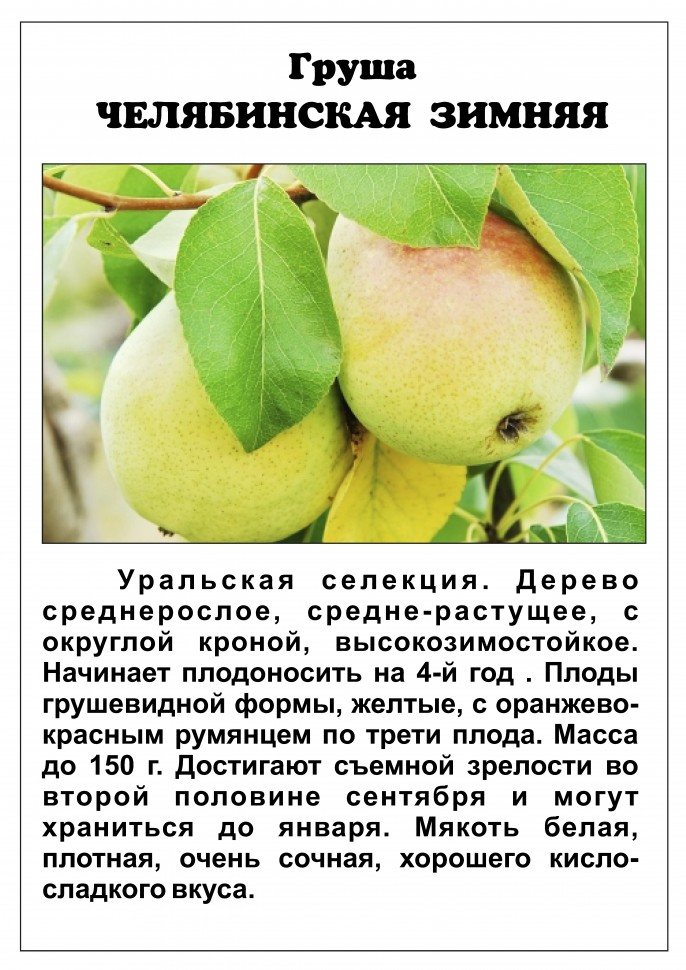 Дево груша описание сорта | хороший урожай🍎