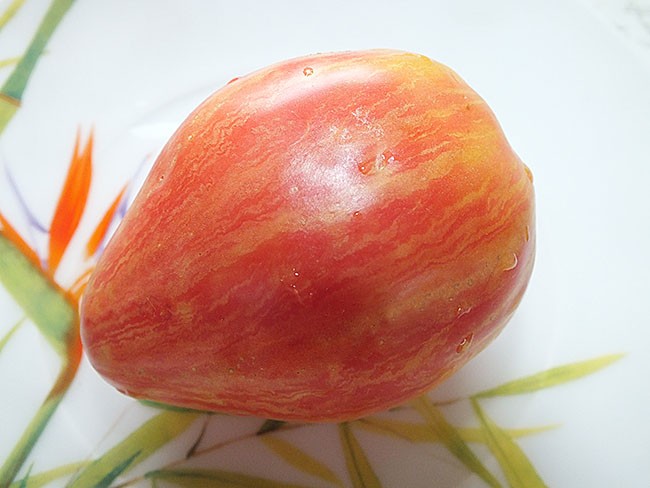 Томат долговязая салли: описание сорта, отзывы, фото | tomatland.ru