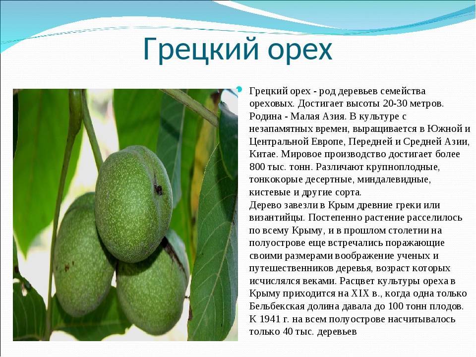 Орех аврора описание сорта - у дачки