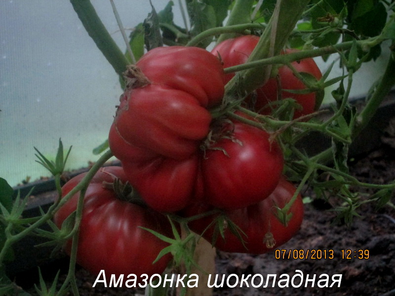 Описание экзотического сорта томата шоколадная амазонка и агротехнические правила выращивания