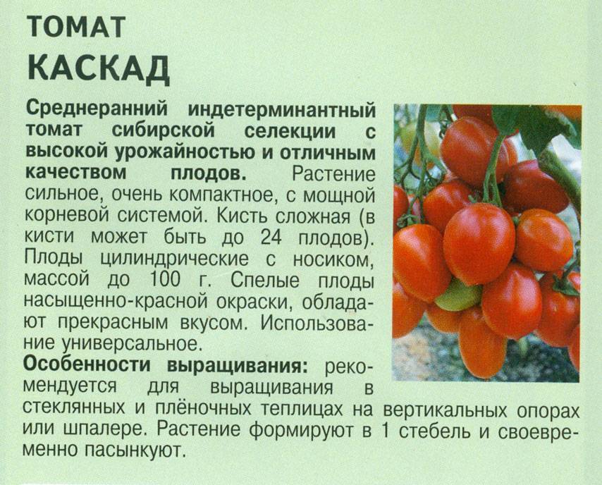 Черри волшебный каскад отзывы - ogorod.guru