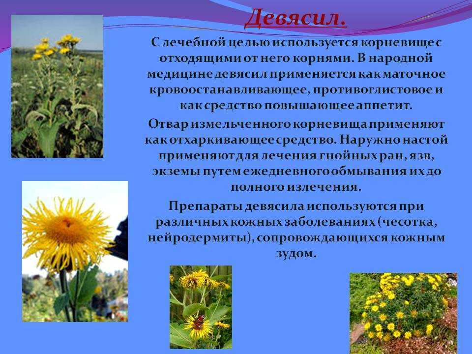 Девясил