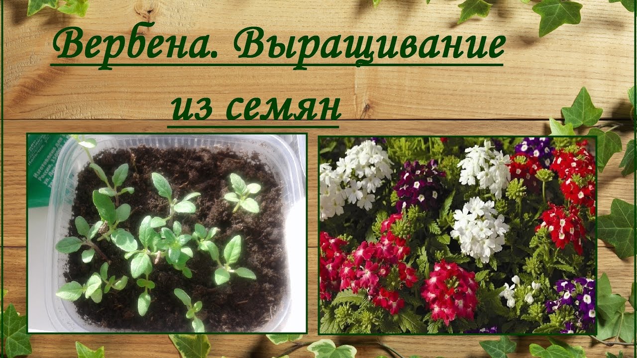 Цветок вербена: фото, посадка и уход за лимонной, гибридной, ампельной, бонарской и домашней вербеной
