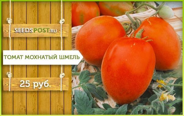 Огурцы шмель f1: характеристики и описание сорта, плюсы и минусы. сорт огурцов шмель: отзывы, фото, урожайность, нюансы выращивания
