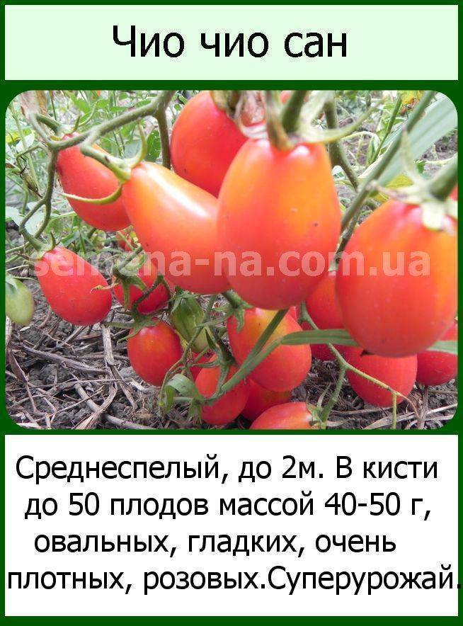 Особенности томата чио-чио-сан. отзывы тех, кто сажал, и фото