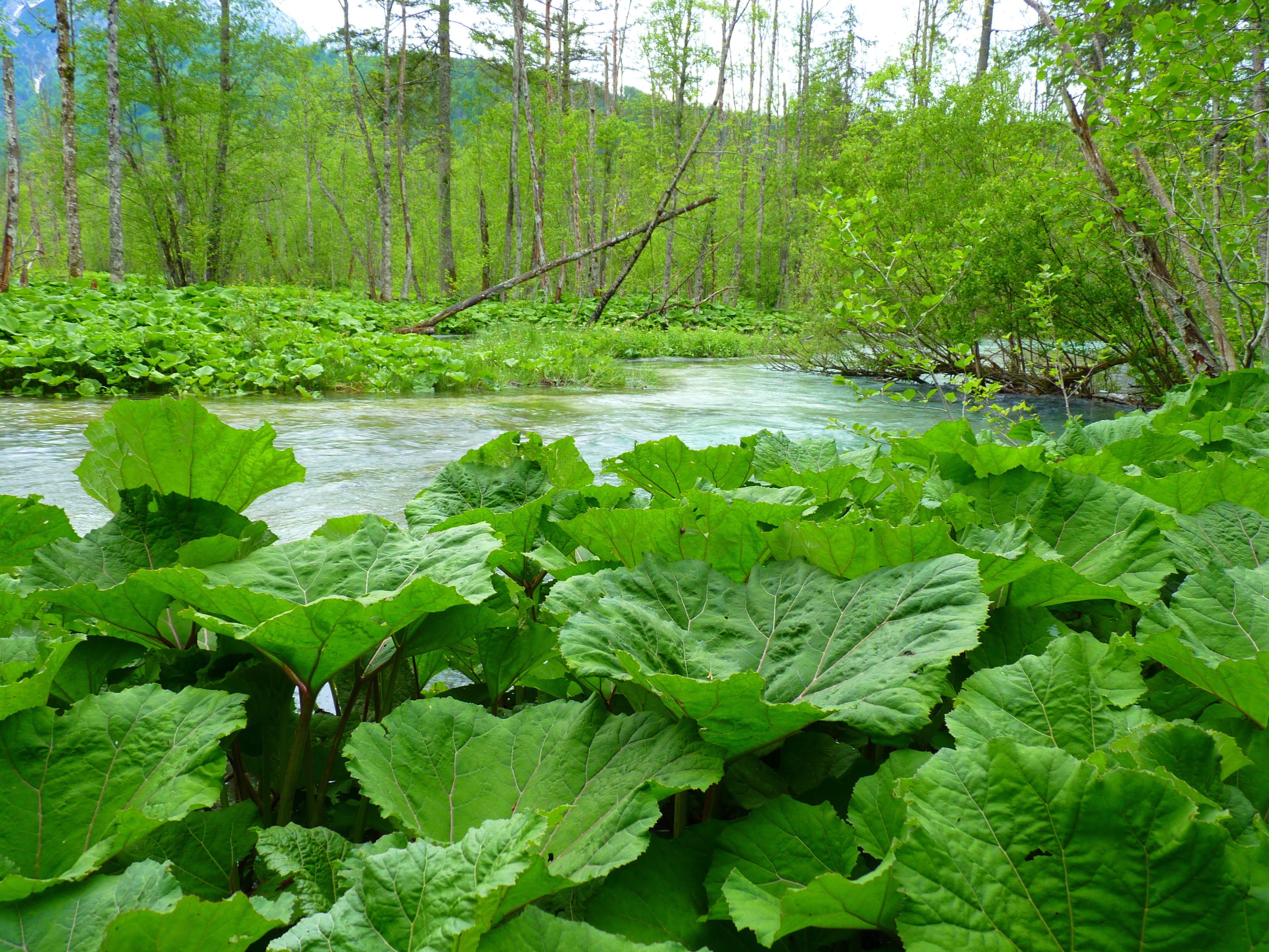Большой белокопытник, petasite officinalis, petasites hybridus: культивировать  все о садоводстве и дизайне сада - 2024
