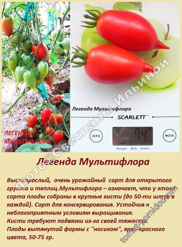 Томат легенда тарасенко (мультифлора): описание среднеспелого сорта с фото