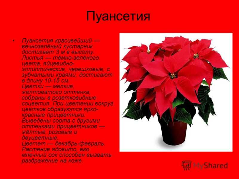 Цветок пуансеттия: уход в домашних условиях, как обрезать пуансеттию, пересадка и размножение пуансеттии