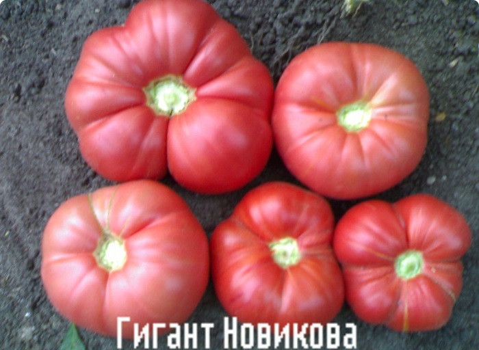 Томат гигант новикова: характеристика и описание сорта, урожайность с фото