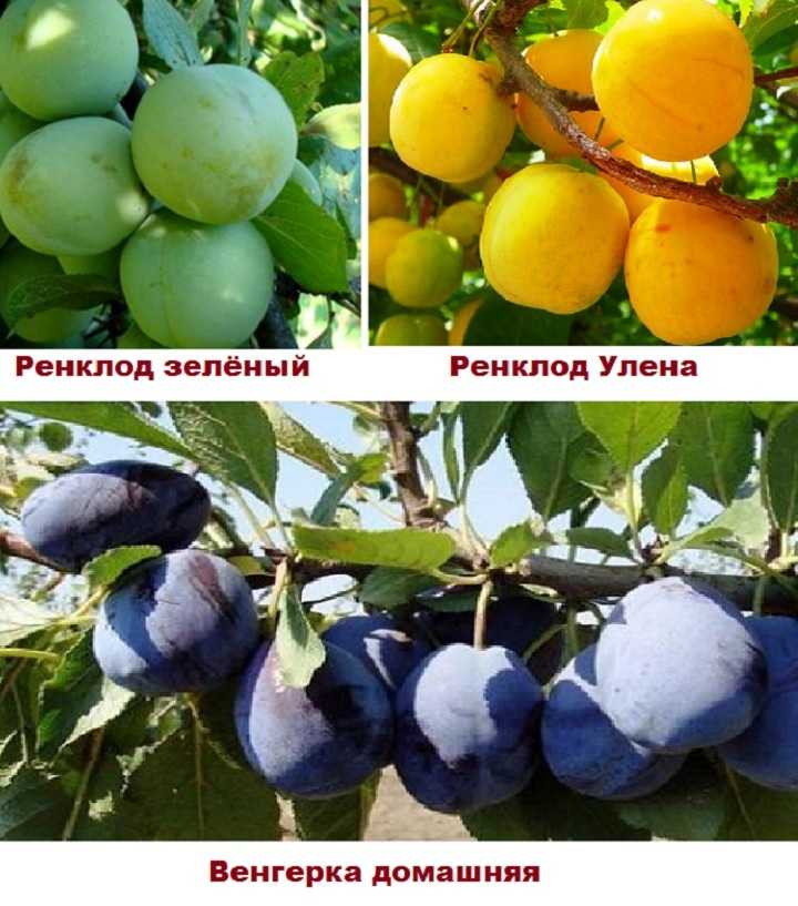 Сорт: слива домашняя, баллада