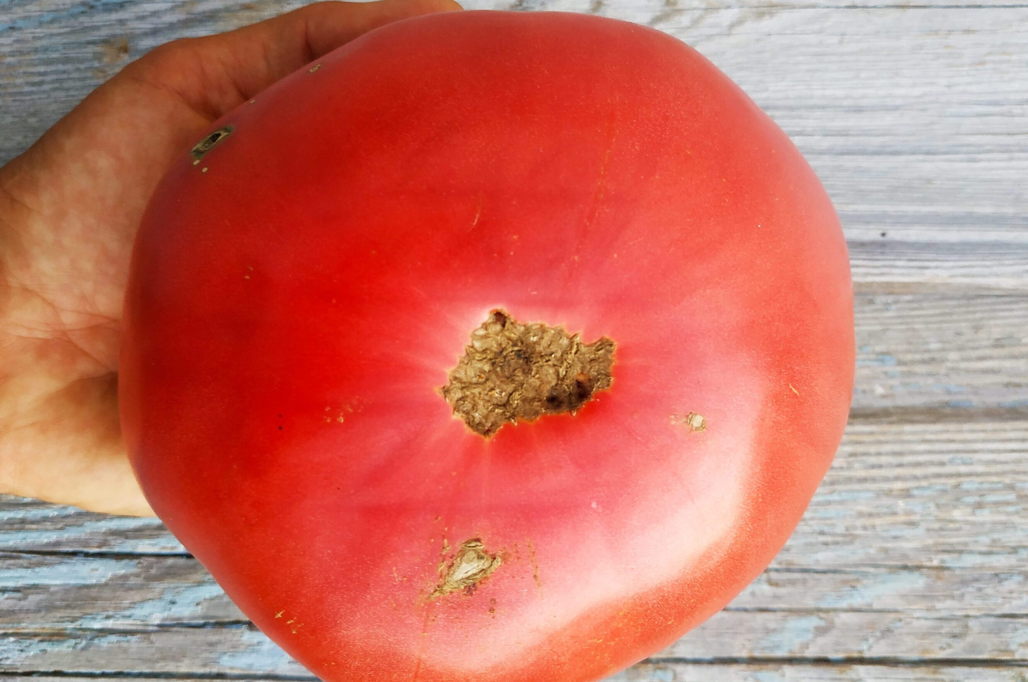 Томат винный болгарский великан: описание сорта, отзывы, фото | tomatland.ru
