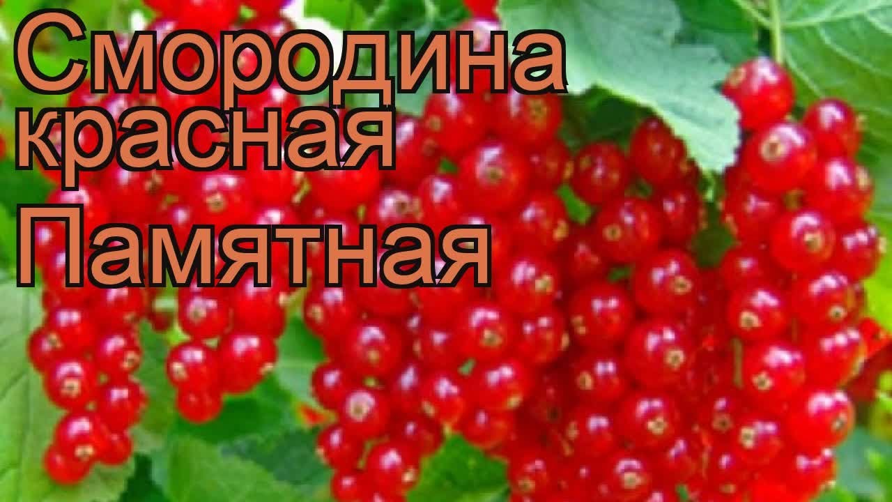 Смородина красная памятная описание сорта | хороший урожай🍎