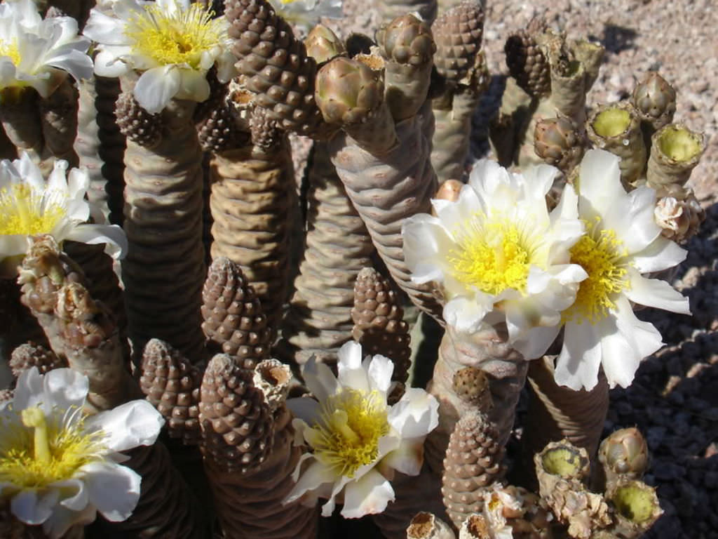 Тефрокактус – tephrocactus, фото, посадка растения, уход, размножение, болезни
