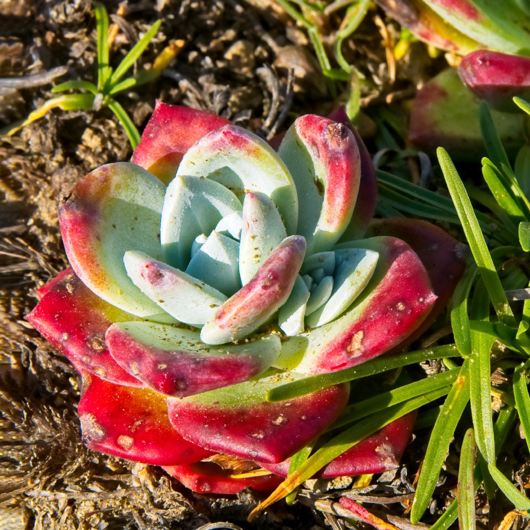 Gardening 101: dudleya succulents - gardenista