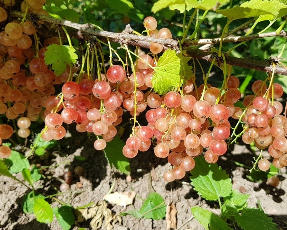 Смородина прыгажуня описание сорта - у дачки