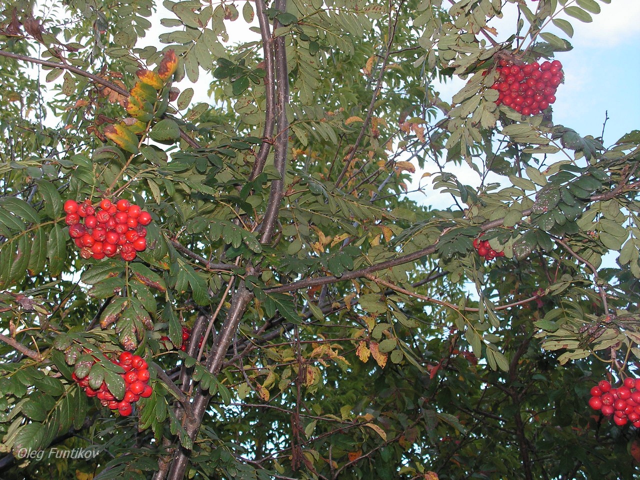 Рябина