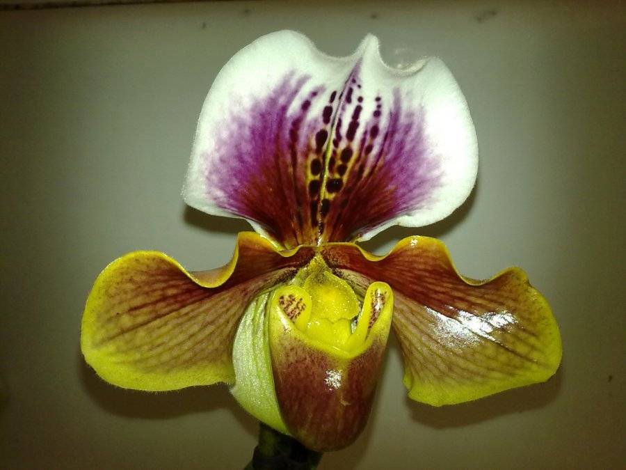 Пафиопедилум делената (paphiopedilum delenatii) — описание, выращивание, фото