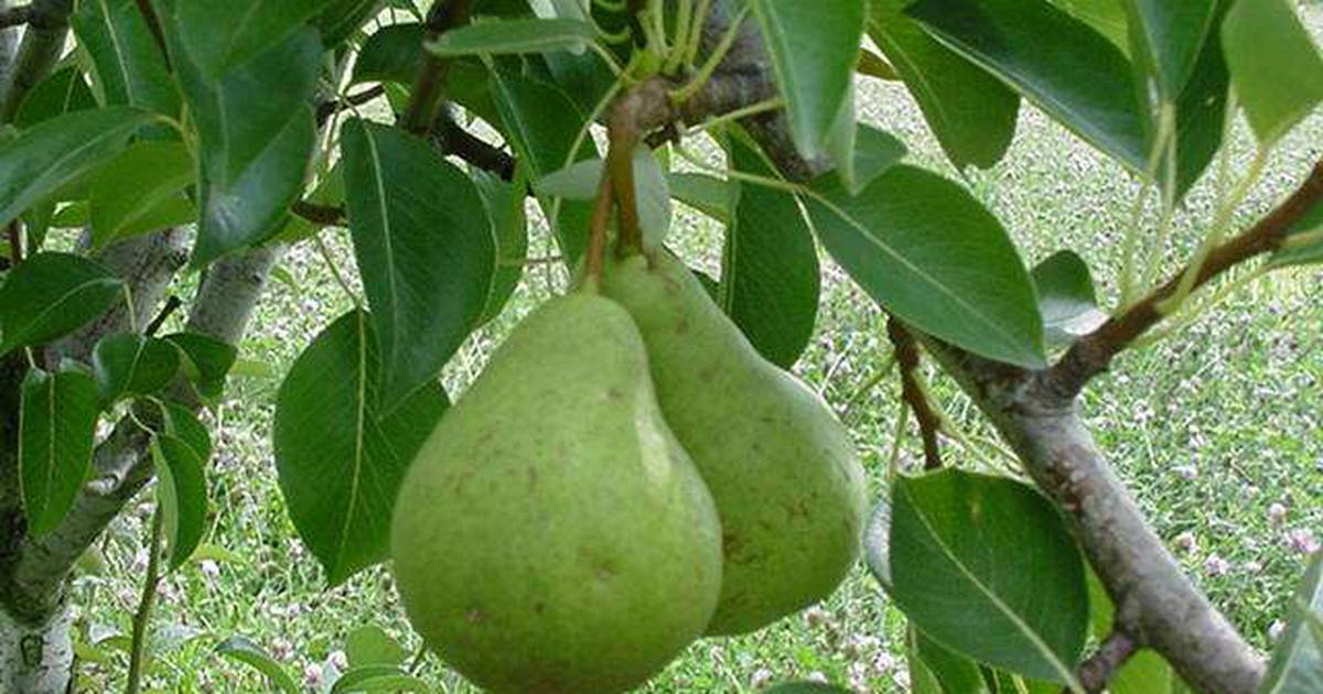 Вильямс руж дельбара груша описание сорта | хороший урожай🍎