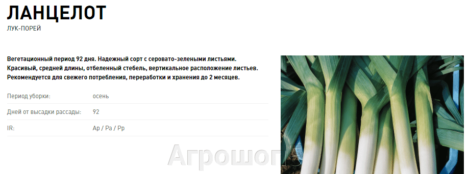 Лучшие сорта лука порея для беларуси - у дачки