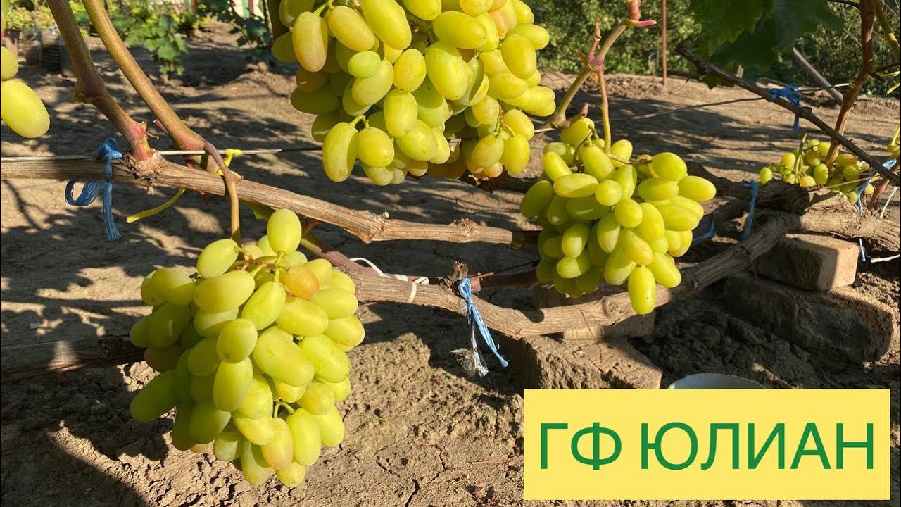 Виноград «юлиан»: описание сорта, фото, отзывы