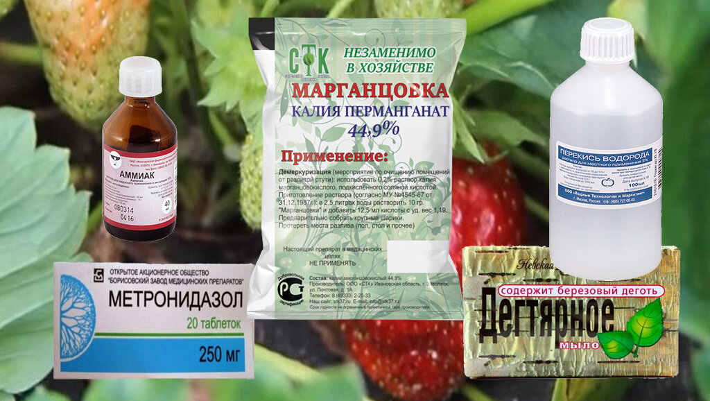 Как бороться с луковой мухой на грядке народными средствами и химикатами | мир садоводства