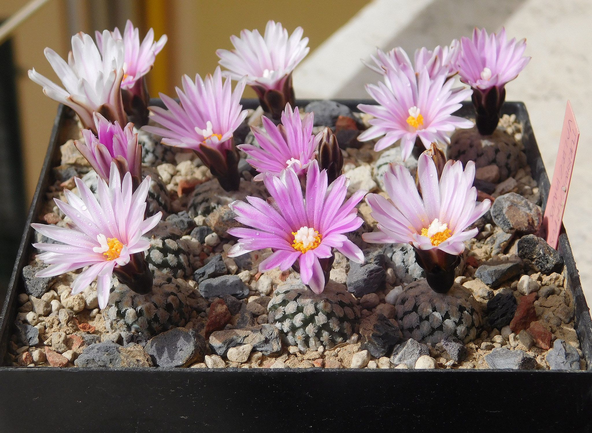 Турбиникарпус (turbinicarpus): описание кактуса, обзор его видов и сортов - alonsoi, macrochele, lophophoroide, klinkerianus, polaskii и других, советы по уходудача эксперт