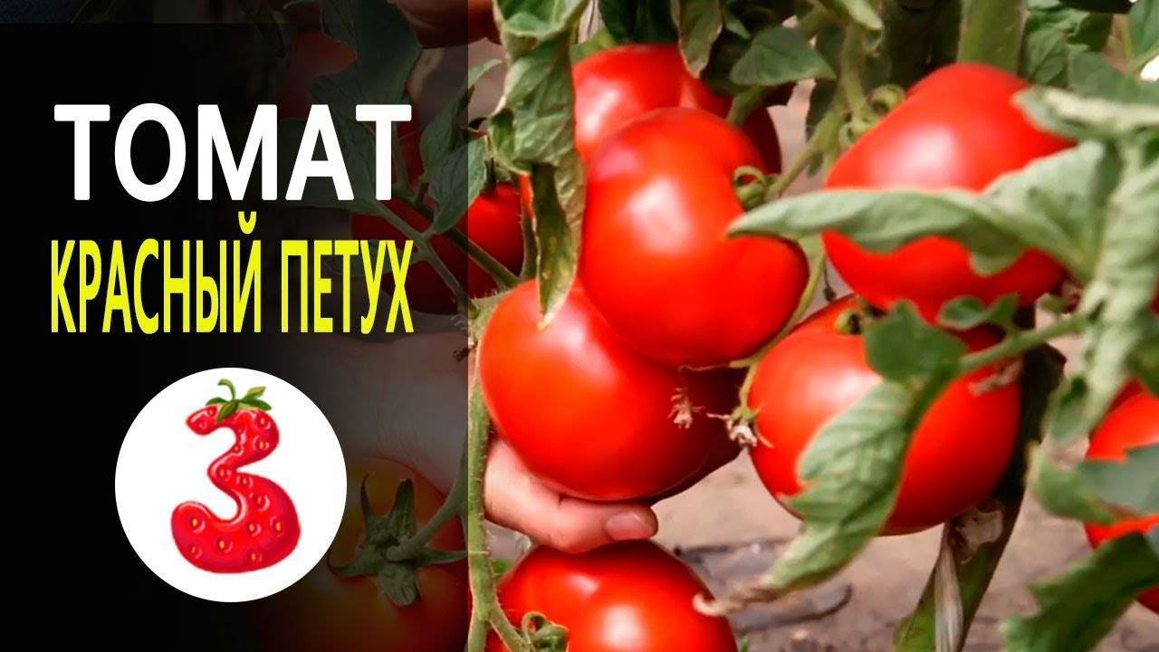 Томат красный петух: описание сорта, отзывы, фото, урожайность