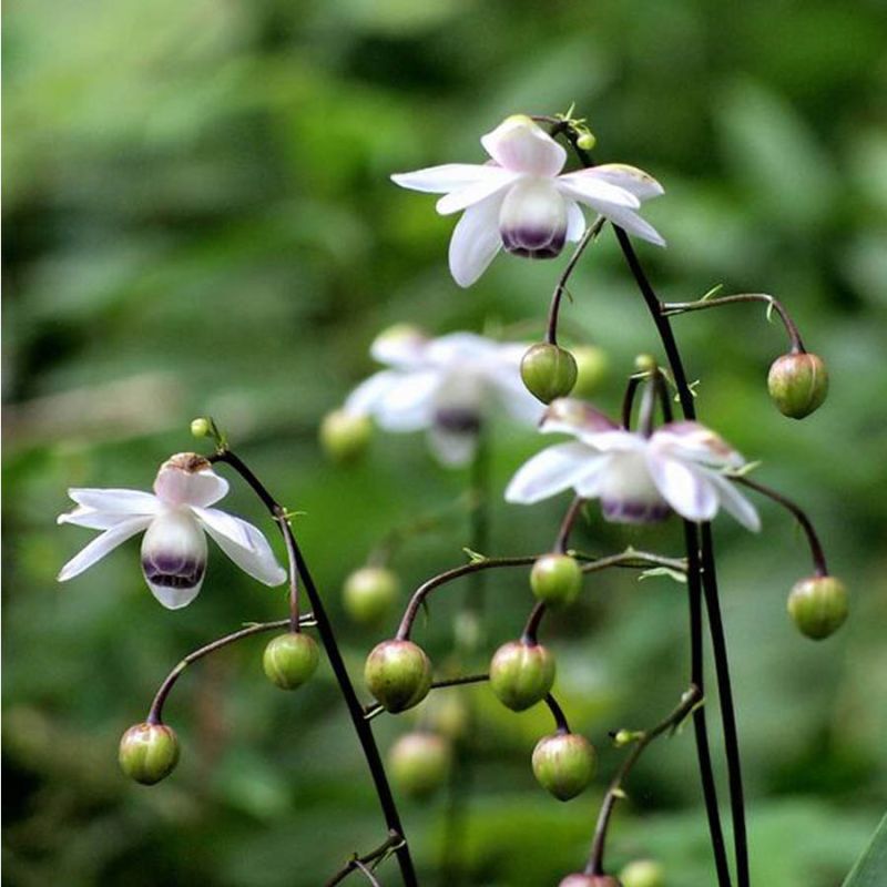 Anemopsis