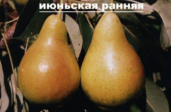 15 лучших сортов груши для средней полосы. описание и фото — ботаничка