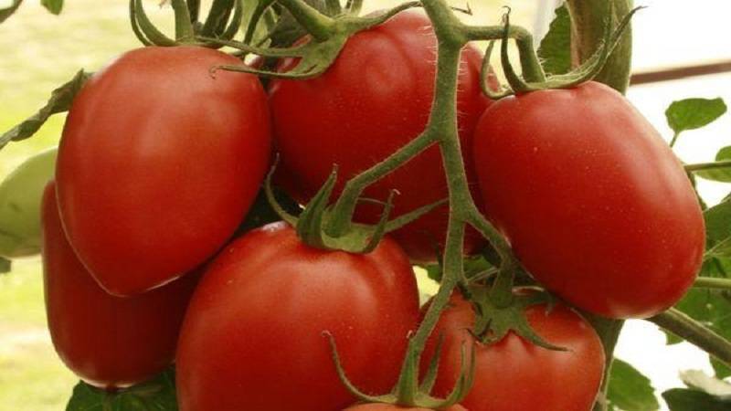 Томат золотая королева: характеристика и описание сорта, отзывы тех, кто сажал
