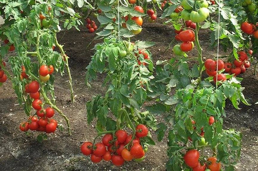 Томат огородник: характеристика и описание сорта, отзывы, урожайность, фото