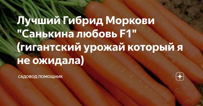 Неприхотливый сорт моркови витаминная 6
