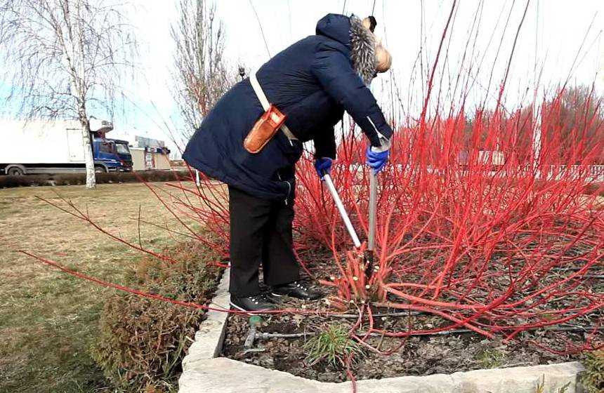 Дерен белый или свидина: посадка, уход и выращивание