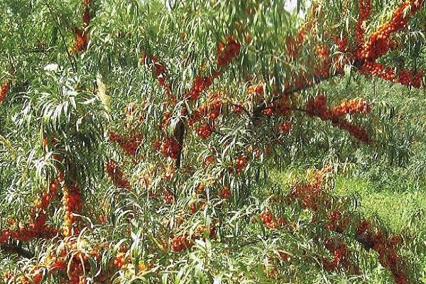 Сорта облепихи, особенности посадки и ухода, нюансы обрезки