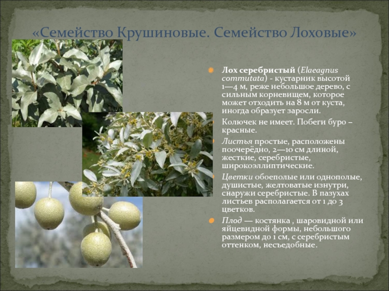 Гумми (лох многоцветковый): сорта с фото, посадка и уход
