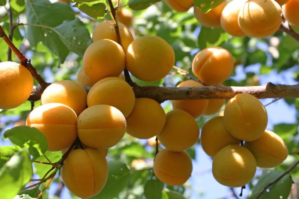 Абрикосовое дерево (prunus armeniaca): руководство по уходу и выращиванию