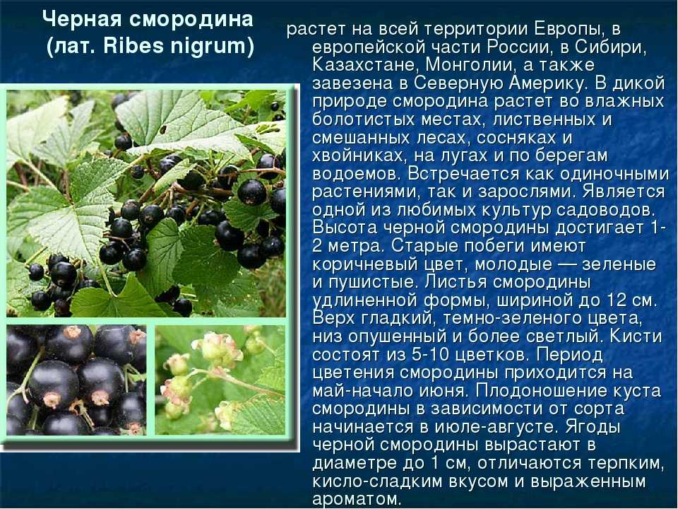 Особенности сорта красной смородины щедрая