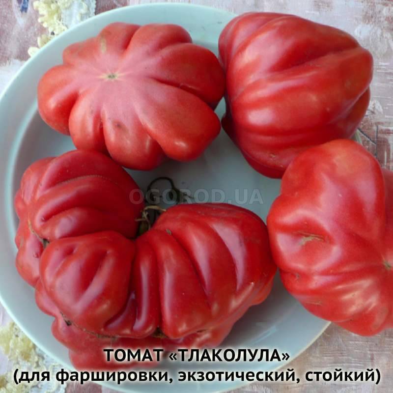 Томат американский ребристый: описание сорта, отзывы, фото, урожайность