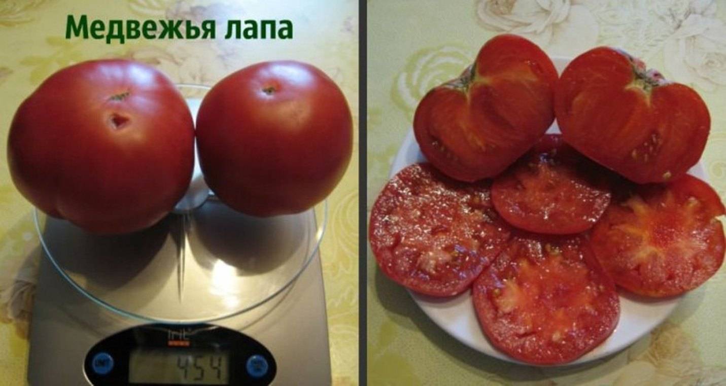 "медвежья лапа" сорт помидор от сибирского сада.: группа земляки!