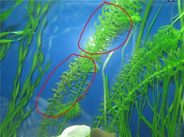 Аквариумное растение элодея или водяная чума