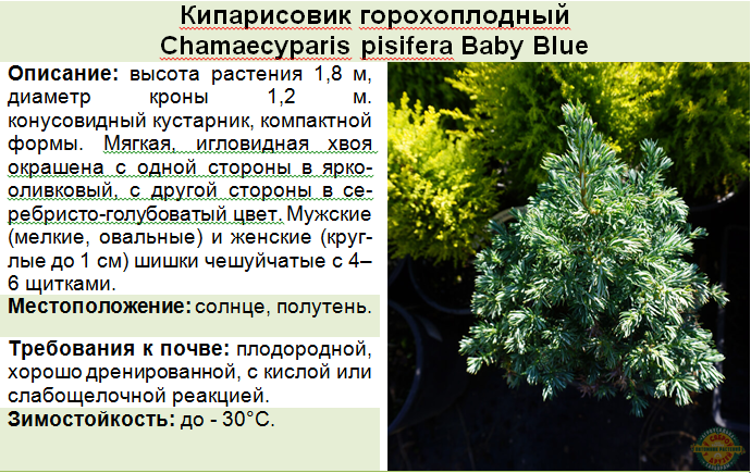 Кипарисовик горохоплодный: описание, сорта, отзывы, фото