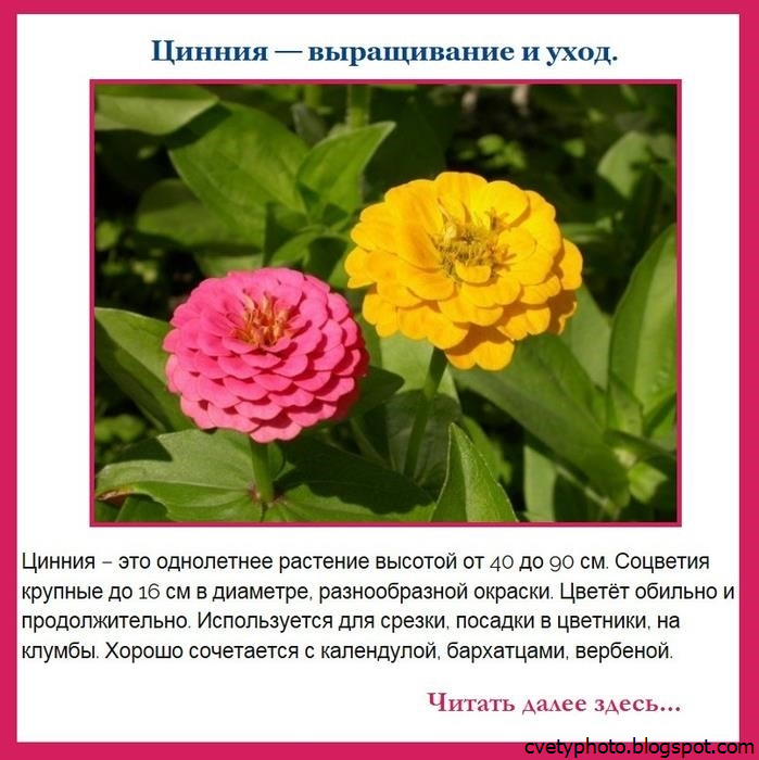 Цветы циннии: посадка и уход в открытом грунте,