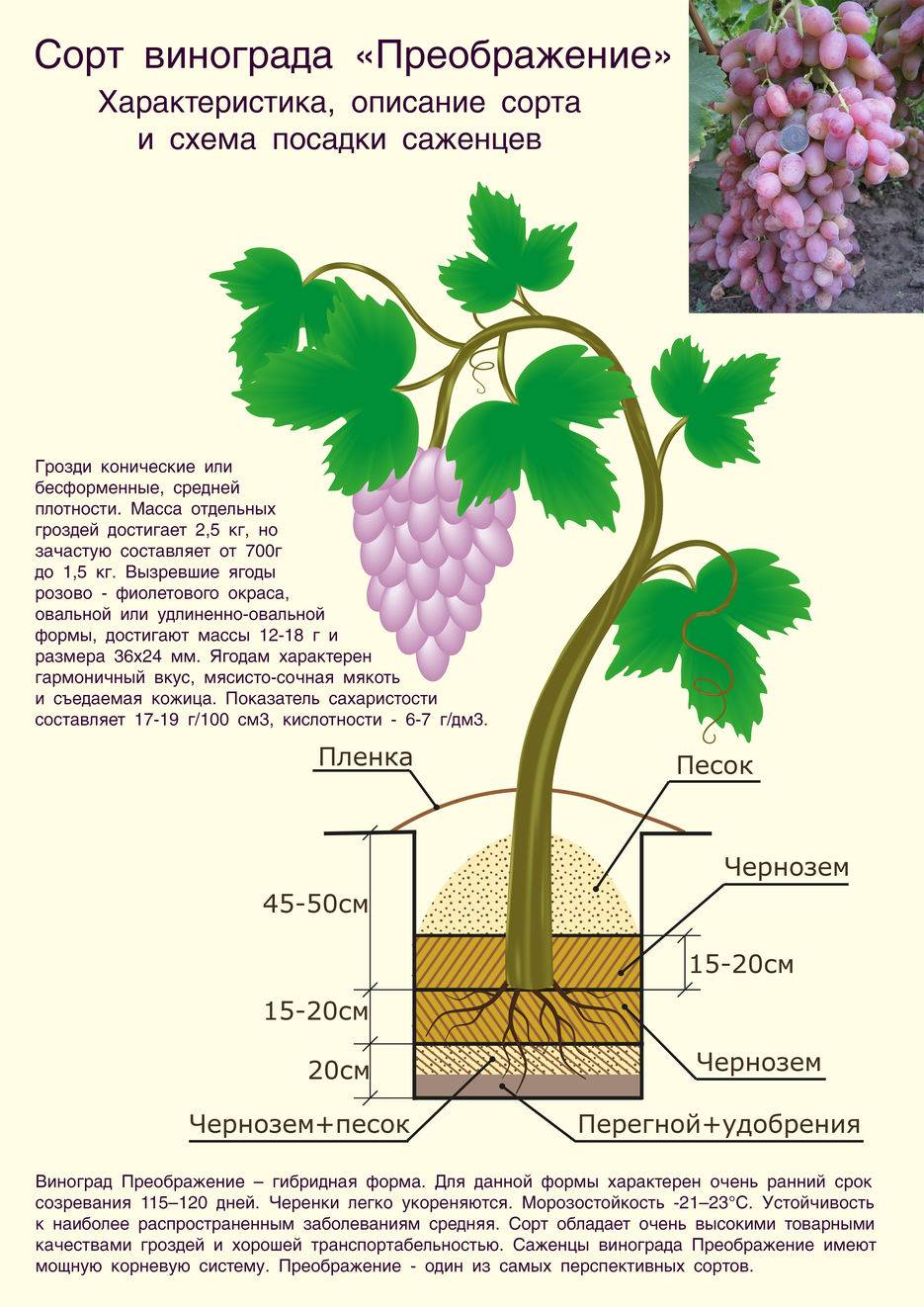 Виноград культурный — vitis vinifera | садовод — растения планеты