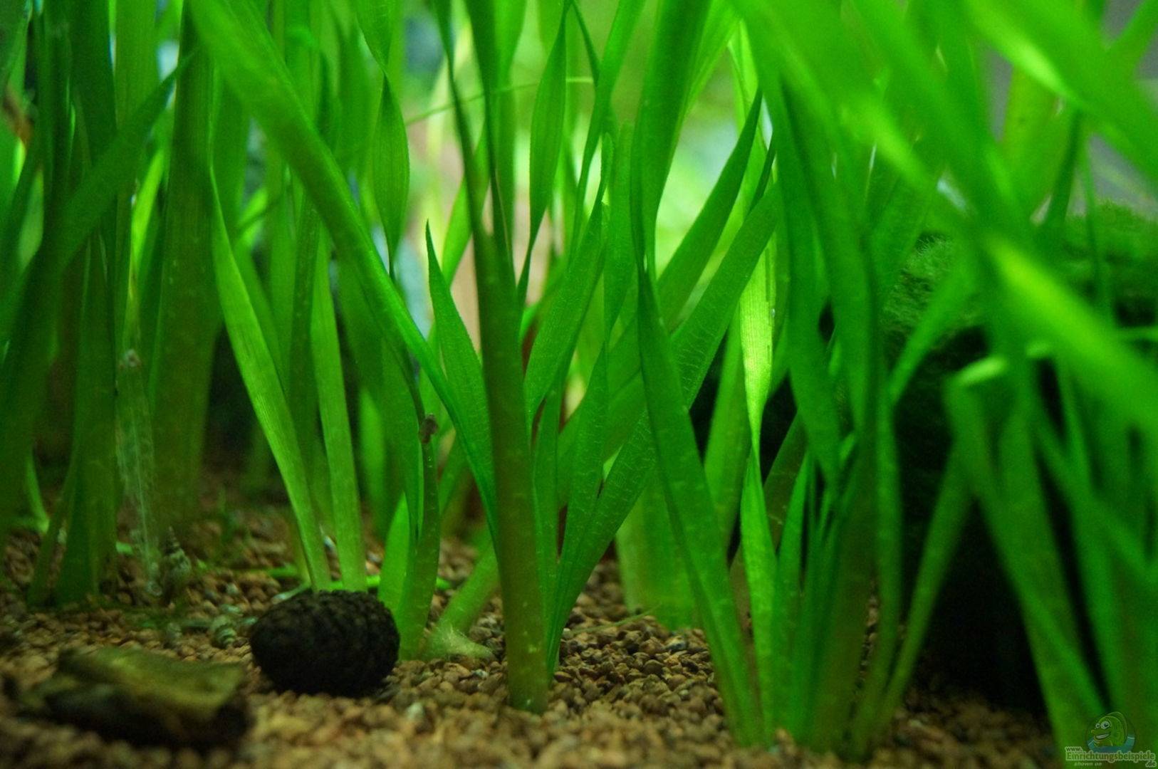 Валлиснерия спиральная (vallisneria spiralis): описание, содержание, фото и отзывы